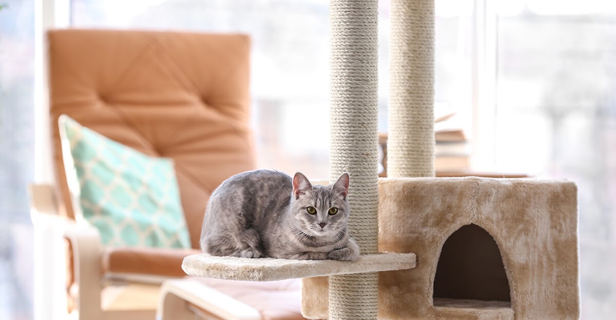 How Long Can I Leave My Cat Alone?